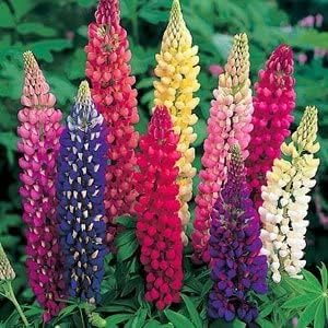 Lupine (Lupine scientific name) for planting in garden